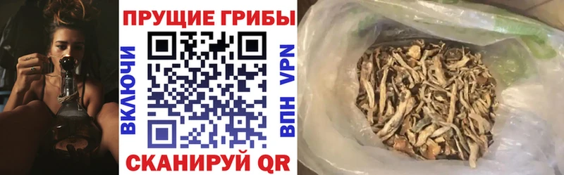 Купить закладки  Апатиты  Псилоцибиновые грибы Psilocybe 